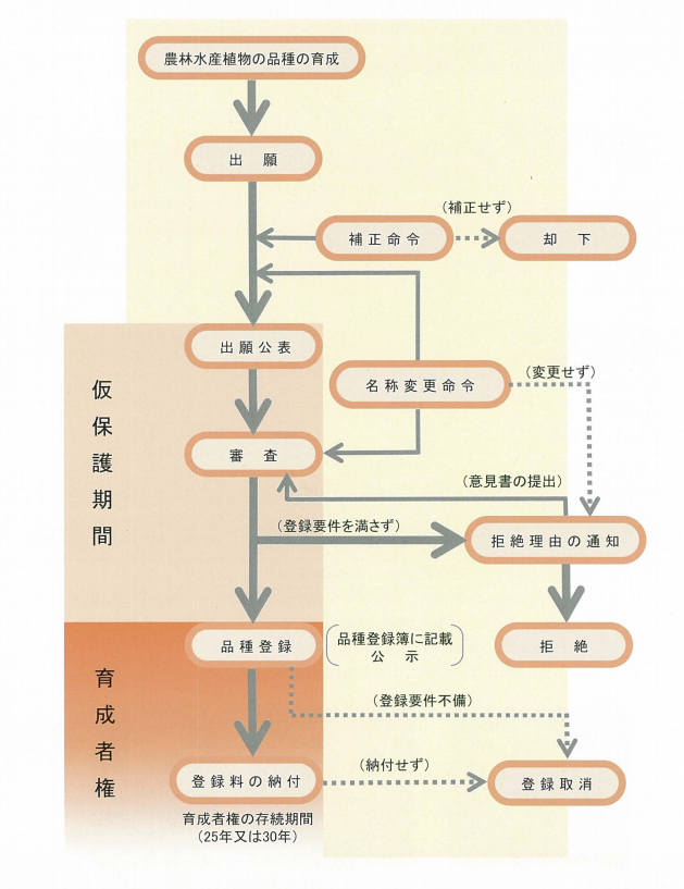 育成者権取得への道筋