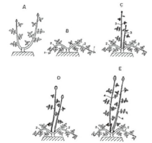 バラの切花栽培方法（特許第2003777号）内のイラスト